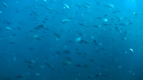 Large school of fish in deep blue water Stock Footage 62796020