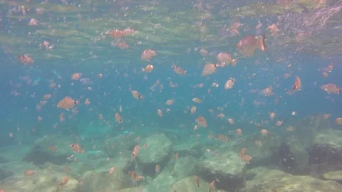 Large School of Fish 動画素材 135286423