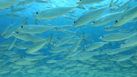 Large School of fish Video stock 136626919