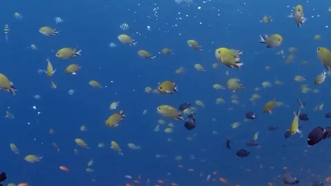 A large school of fish, likely black-axil chromis (Chromis atripectoralis) Stock-Footage 322731760