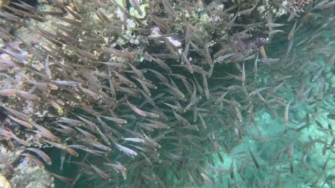 Large school of fish moves in a dense group near an old coral reef surrounded by Stock Footage 338001430