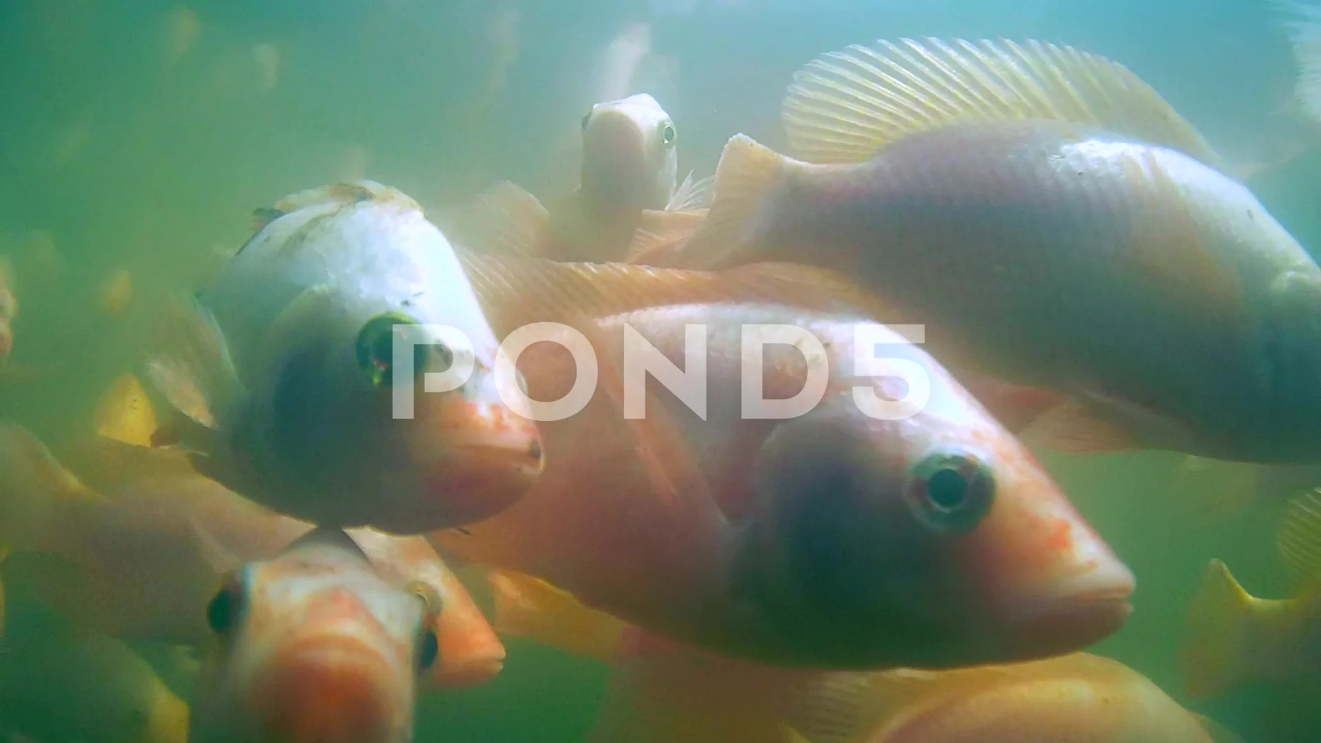 A Large School Of Fish Mozambique Tilapia Oreochromis Mossambicus Video 62277115 A Large School Of Fish Mozambique Tilapia Oreochromis Mossambicus Video 62277115