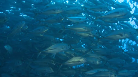 Large school of fish in Pacific ocean - trevally, Cocos Island Stock Footage 31751923