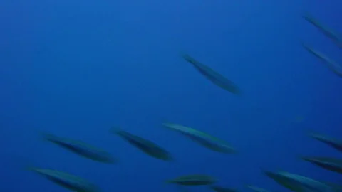 Large school of fish ripples and sways Видео 74715695