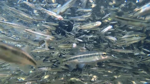 Large school of fish in a river 動画素材 139780623