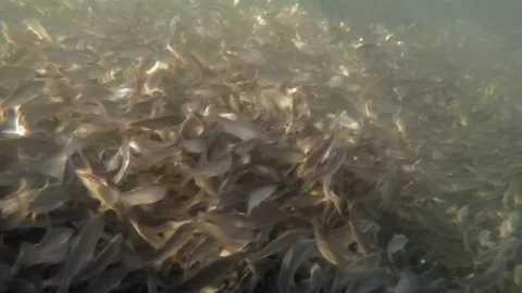 A large school of fish, roach and common bream 4K underwater Vidéo 70488471