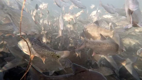 A large school of fish, roach and common bream 4K underwater 스톡 동영상 70489189