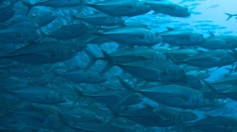 Large school of fish with scuba diver - trevally, Cocos Island Stock Footage 31750802