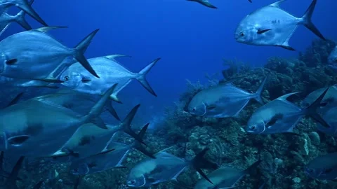 A large school of fish in the sea Stock Footage 166735589