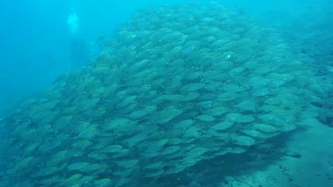 Large School of Fish Sighted During Scuba Diving in Bali (Tulamben) Stock Footage 145274891