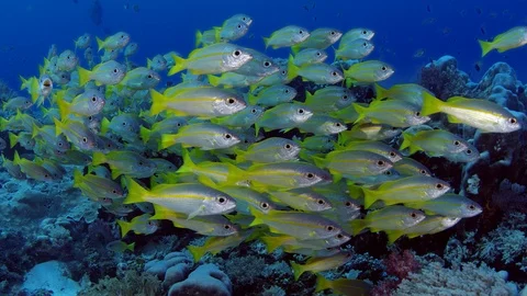 A large school of fish of Spanish flag snapper, Lutjanus lutjanus, Raja Ampat Stock Footage 98867271
