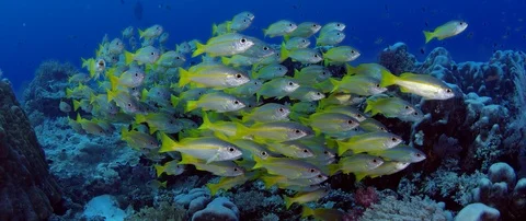 A large school of fish of Spanish flag snapper, Lutjanus lutjanus, Raja Ampat Stock Footage 99206258