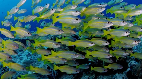 A large school of fish of Spanish flag snapper, Lutjanus lutjanus, Raja Ampat Stock Footage 99278483