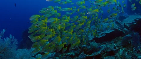 A large school of fish of Spanish flag snapper, Lutjanus lutjanus, Raja Ampat 動画素材 99319562