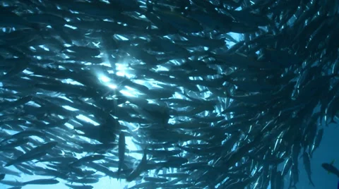 Large school of fish at sun - bigeye trevally Stock Footage 31752601