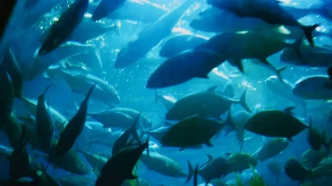 Large School of Fish Swimming in Circles in Blue Water Lit from Above Stock Footage 107436761