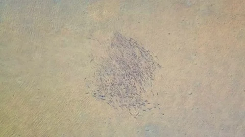 Large school of fish swimming in clear shallow sandy water, aerial top down Stock Footage 201464725
