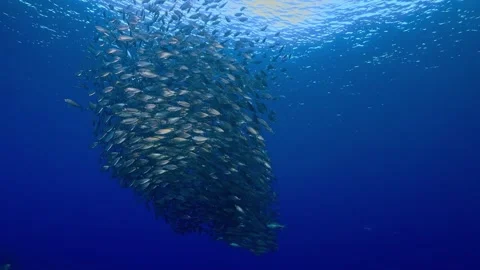 Large school of fish swimming in a dense bait ball formation Stock Footage 339780698