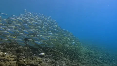 A large school of fish swimming in the ocean Stock Footage 289805382