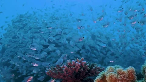Large School of Fish Swimming in Ocean, Dynamic Marine Life Underwater Stock Footage 314586242