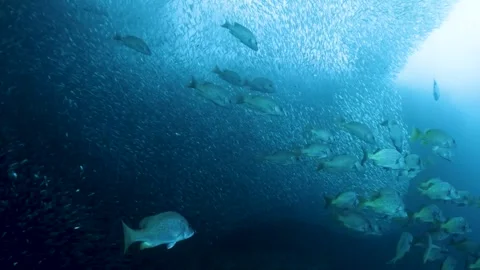 Large School of Fish Swimming in Ocean, Dynamic Marine Life in Nature Stock-Footage 314586245