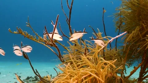 Large School of Fish Swimming in Ocean, Marine Life in Natural Underwater Stock-Footage 314586249