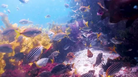 Large School of Fish Swimming in Ocean, Marine Life in Natural Habitat Video stock 314586284