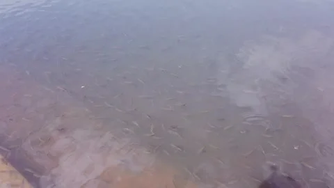A Large school of Fish swimming restlessly in a polluted lake in India. Stock Footage 272768528