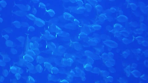 A large school of fish swimming in synchronized motion Stock Footage 299733721