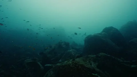 A large school of fish swimming through a dim rocky reef Stock Footage 346531357