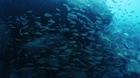 A large school of fish swimming through a dim rocky reef Stock Footage 346531750