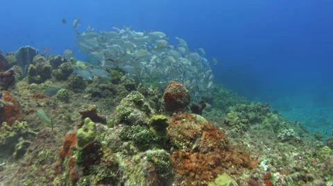 Large School Of Fish Swims Across The Ocean Floor And Coral Reefs 4K Stock Footage 68035767