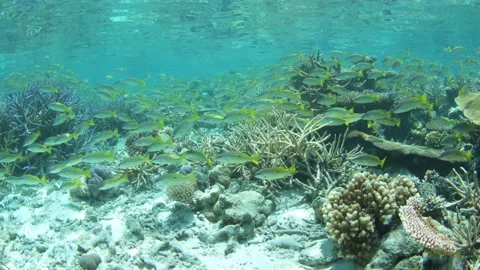A Large School of Fish Swims Over a Shallow Coral Reef Stock Footage 335895450