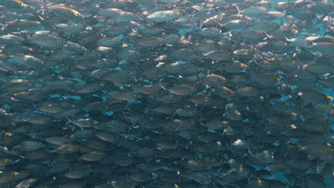 A large school of fish swims tightly together, creating dynamic patterns in the 库存影片 334152659