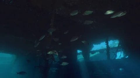 A large school of fish, tomates grunts, Haemulon aurolineatus, in a shipwreck Vídeo Stock 74931290