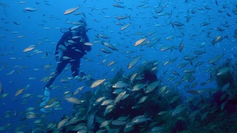 A large school of fish, tomates grunts, Haemulon aurolineatus, in a shipwreck Video stock 74932375