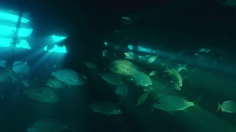 A large school of fish, tomates grunts, Haemulon aurolineatus, in a shipwreck 動画素材 74937327