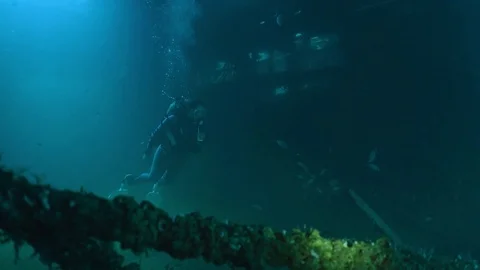 A large school of fish, tomates grunts, Haemulon aurolineatus, in a shipwreck Stock Footage 74937868