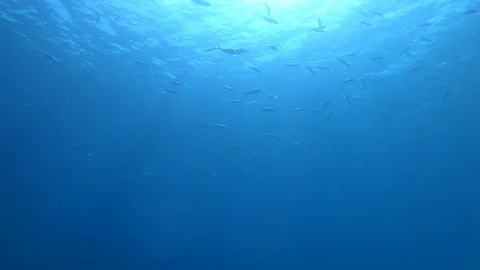 Large School Of fish Underwater . Background Stock Footage 128618568