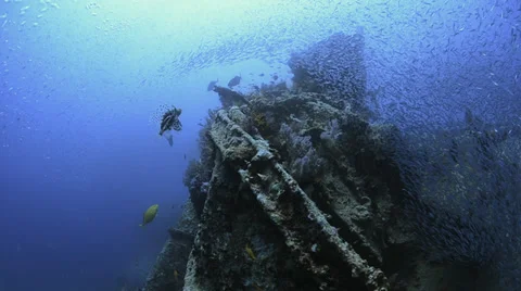 Large school of fish, world war 2 shipwreck - SS Thistlegorm - HD1080p 25fps Vidéo 37818050