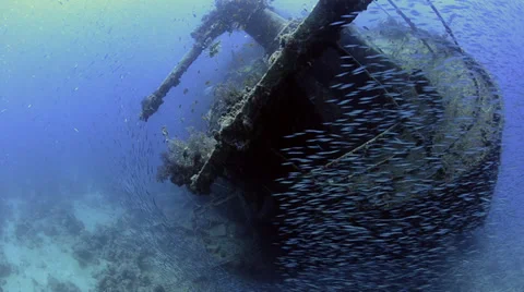 Large school of fish, world war 2 shipwreck - SS Thistlegorm - HD1080p 25fps Stock Footage 37818258