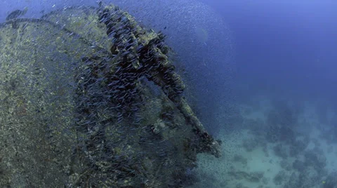 Large school of fish, world war 2 shipwreck - SS Thistlegorm - HD1080p 25fps Stock Footage 37822567