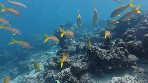 A large school of goat fish Stock Footage 346113682