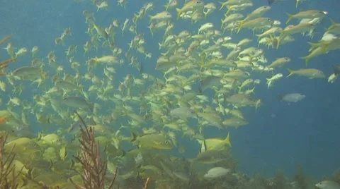 Large school of goatfish Stock Footage 8657143