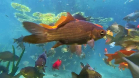 Large school of goldfish Stock-Footage 311528602