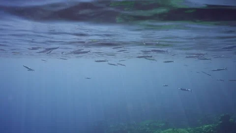 Large school of Halfbeak fish swims in blue sea below surface of water on sunny Stock Footage 252016275