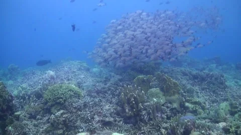 Large School of humpback red snapper (Lutjanus gibbus) In Shallow Water  Stock Footage 332997841