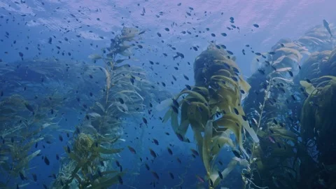 Large school of immature blacksmith in kelp canopy Stock Footage 345742631