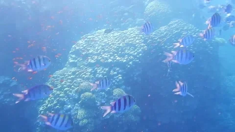 Large school of  indopazific sergeant fish floating in the waves of the sea Stock Footage 150940627