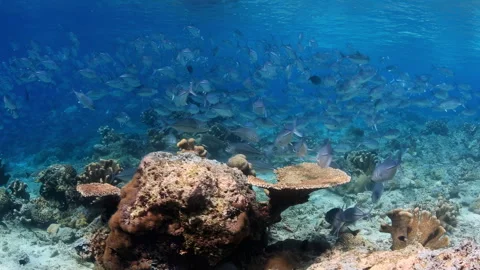 Large School of Jack Fish Over a Coral Reef 스톡 동영상 345707208